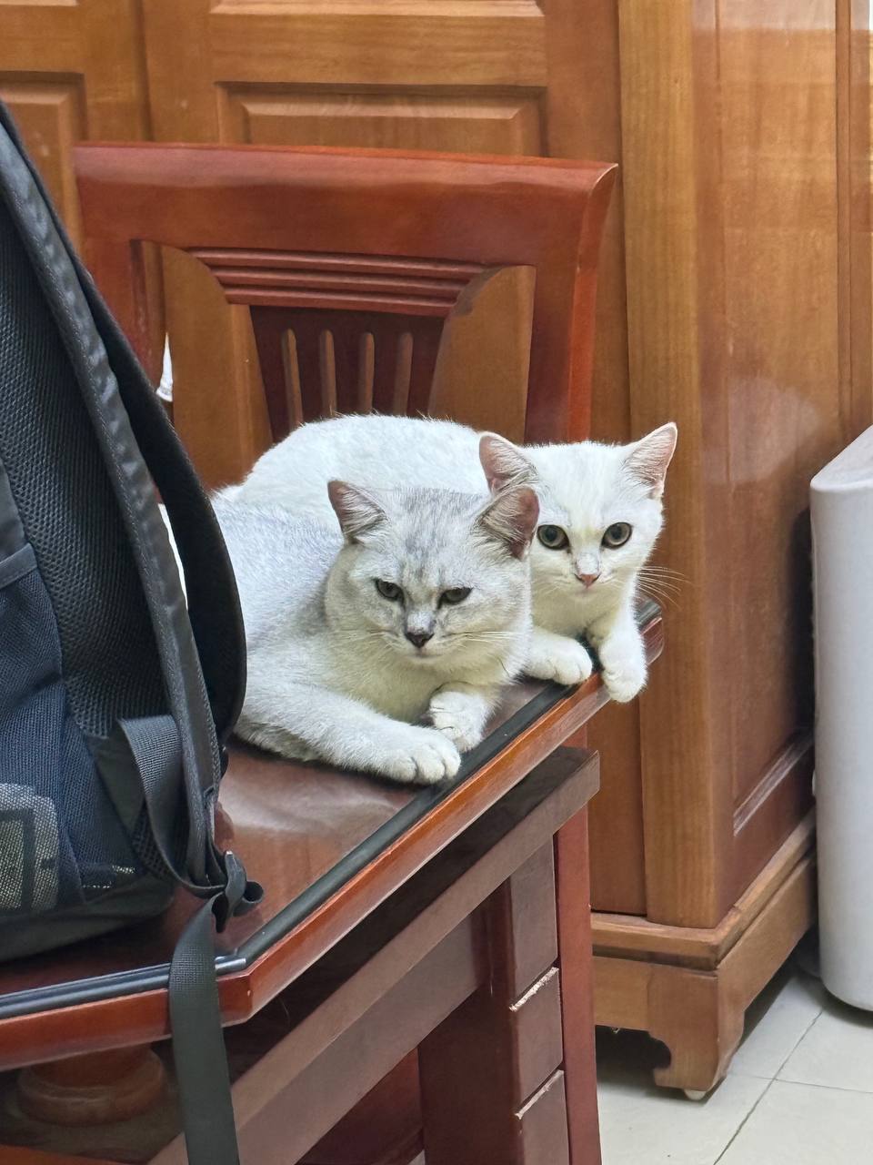 Khoảnh khắc ngẫu nhiên